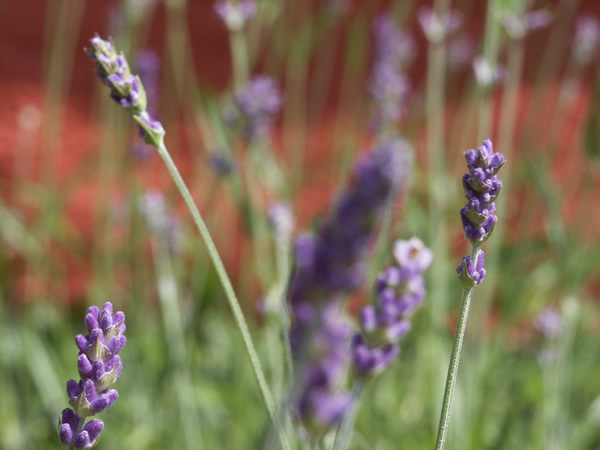 Culture Bretagne, nature et plantes en bretagne